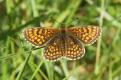Butterflies: Heath Fritillary (Melitaea athalia)